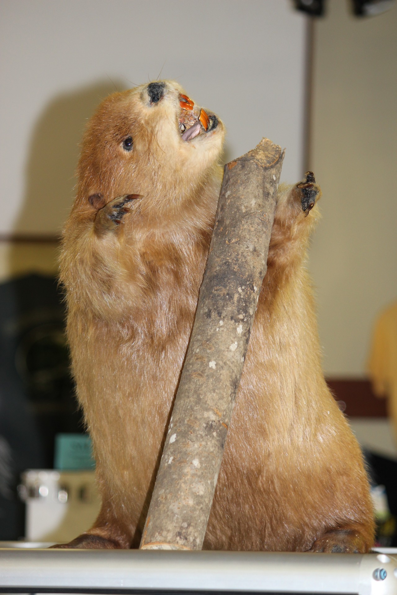 taxidermy beaver fur free photo