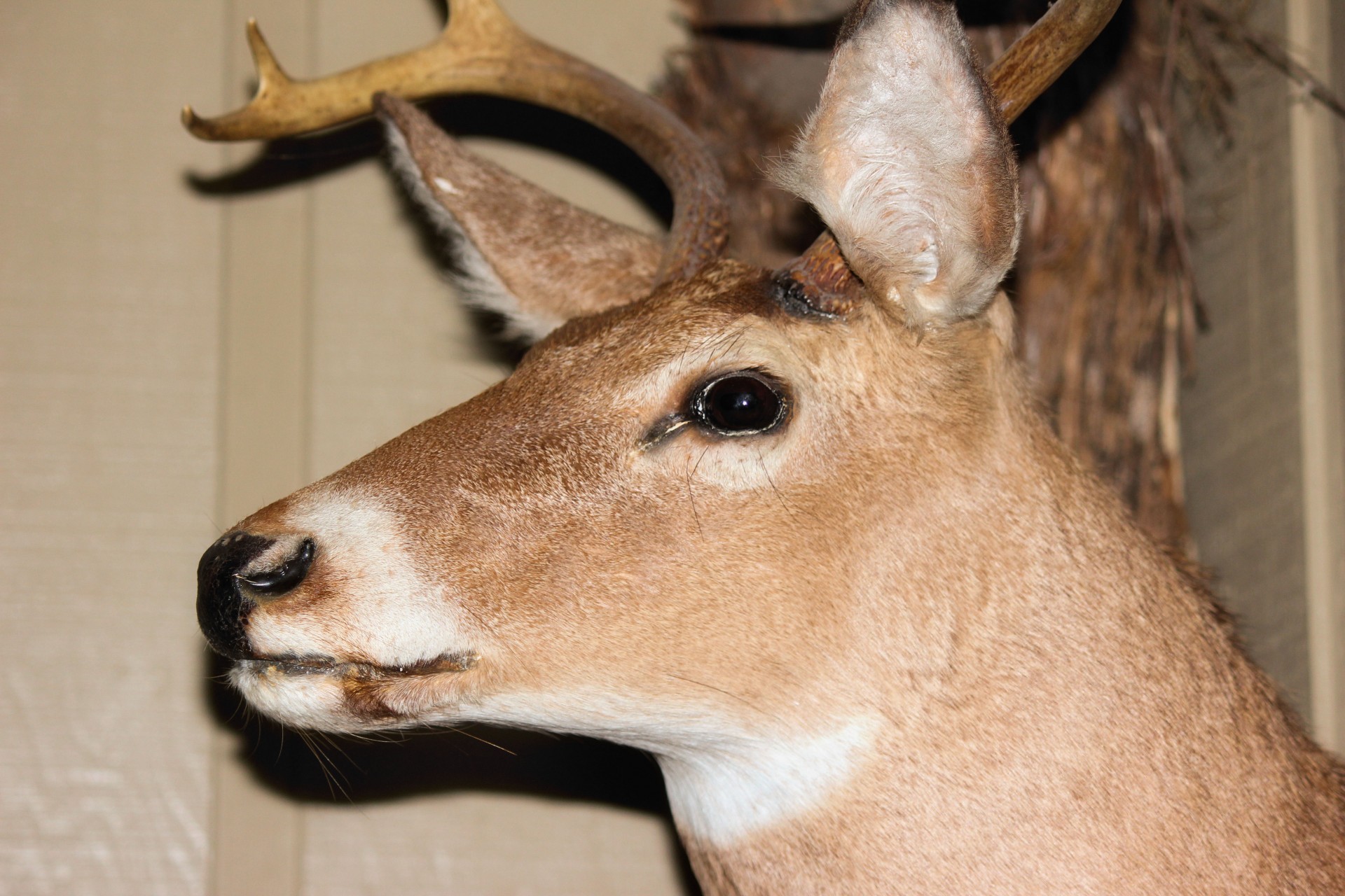 deer taxidermy head free photo