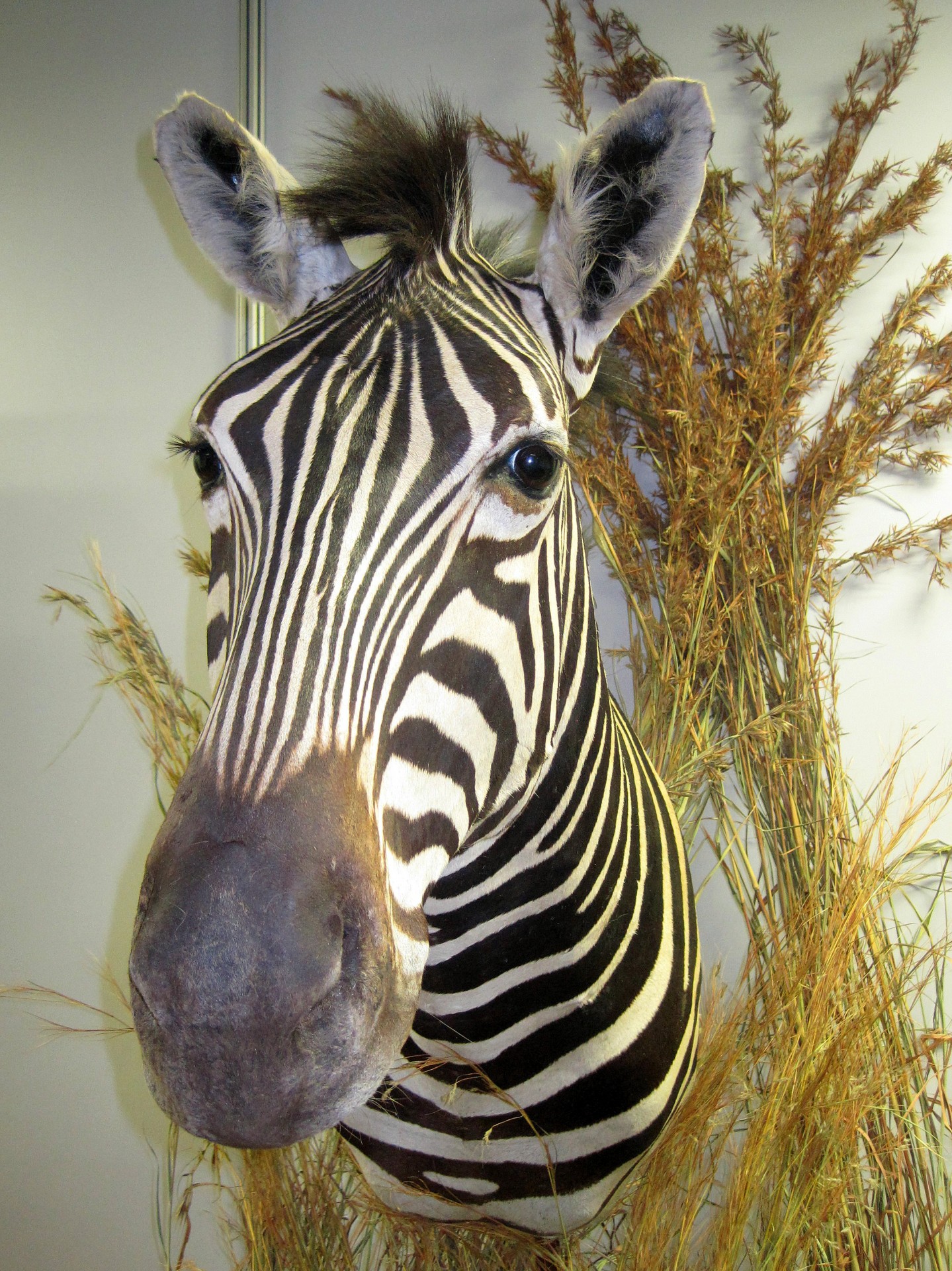 Stuffed cheap zebra head