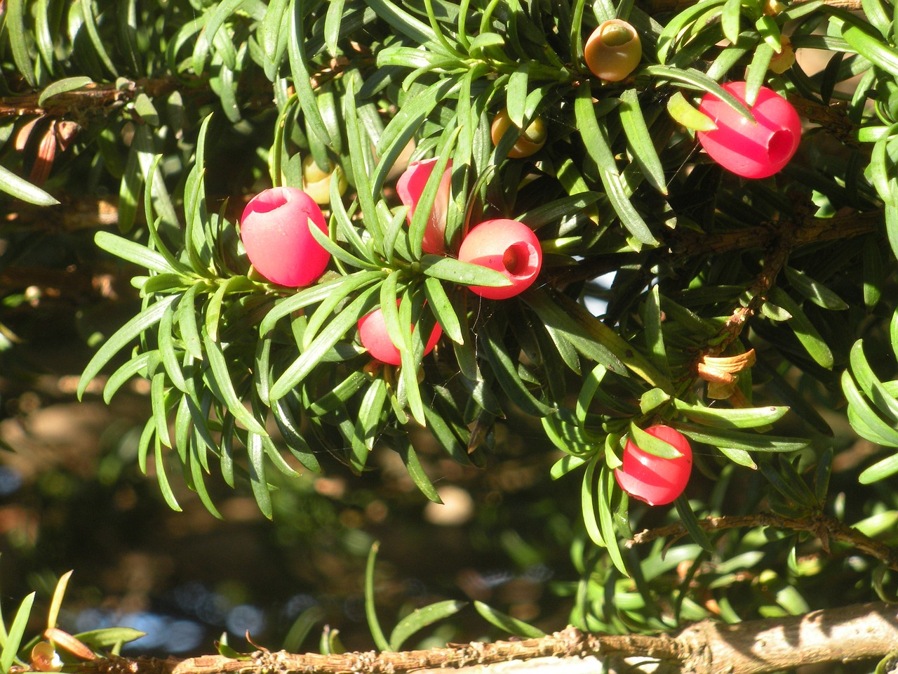 taxus hicksii evergreen red berries free photo