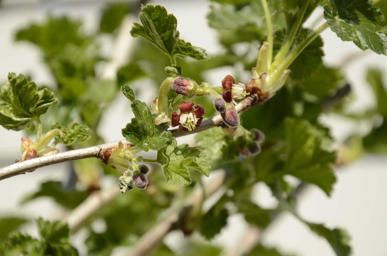 tayberry sprout spring free photo