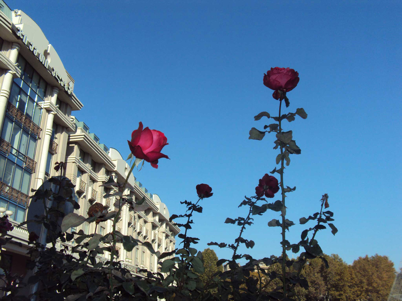 tbilisi georgia europe free photo