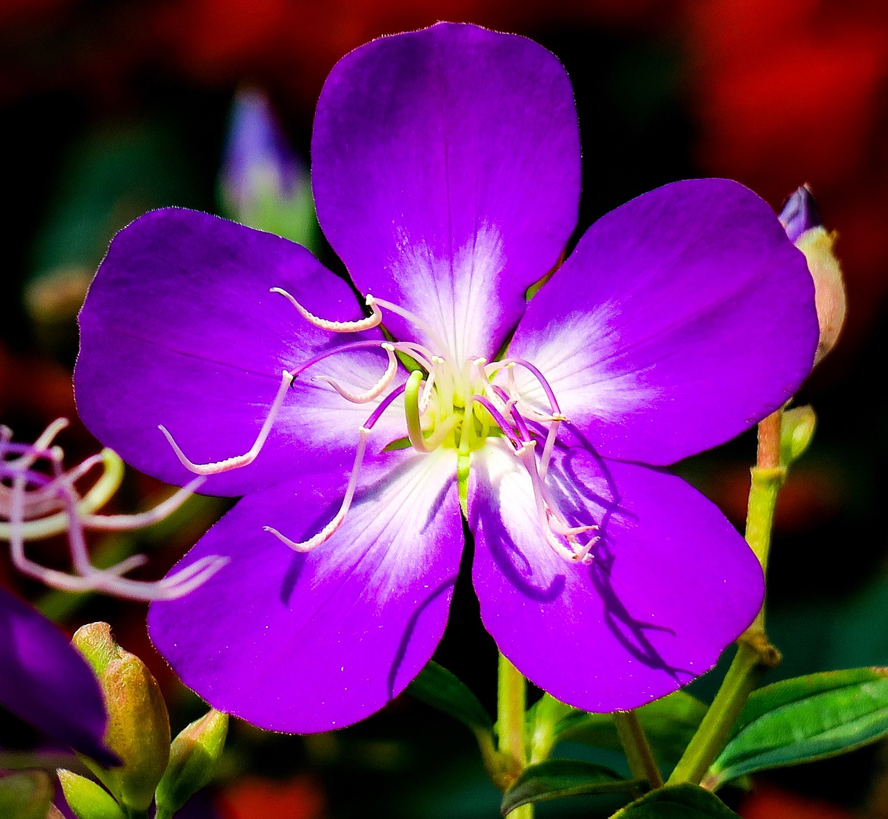te male flowers  nature  purple free photo