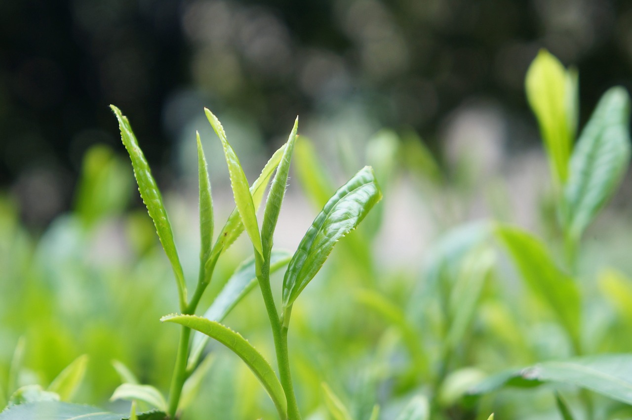 tea chaya tea garden free photo