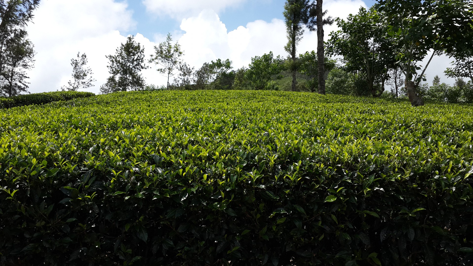 tea fresh tea sri lankan tea free photo