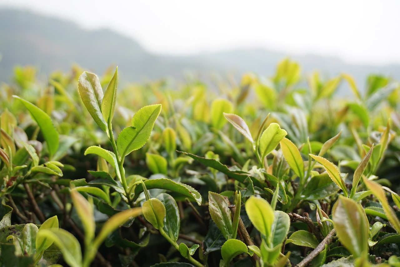 tea the scenery natural free photo