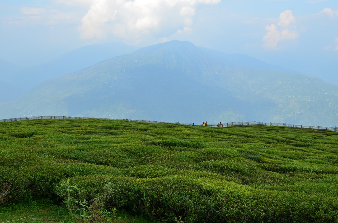 tea green valley free photo