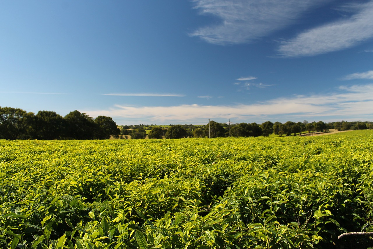tea plantation south africa free photo