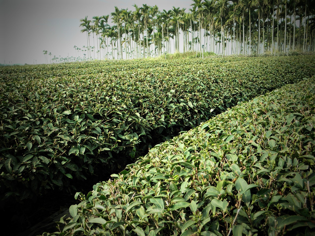 tea areca catechu tree landscape free photo