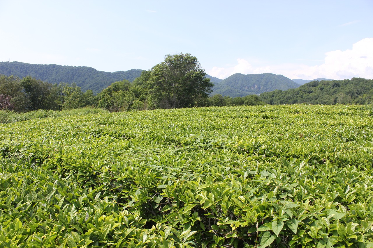 tea tea plantation plants free photo