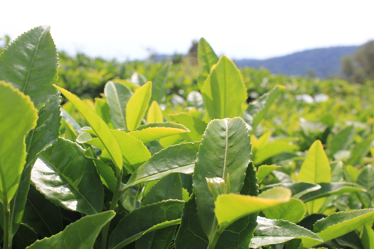 tea tea plantation plants free photo