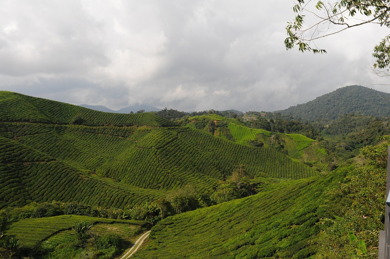 tea plantation field free photo