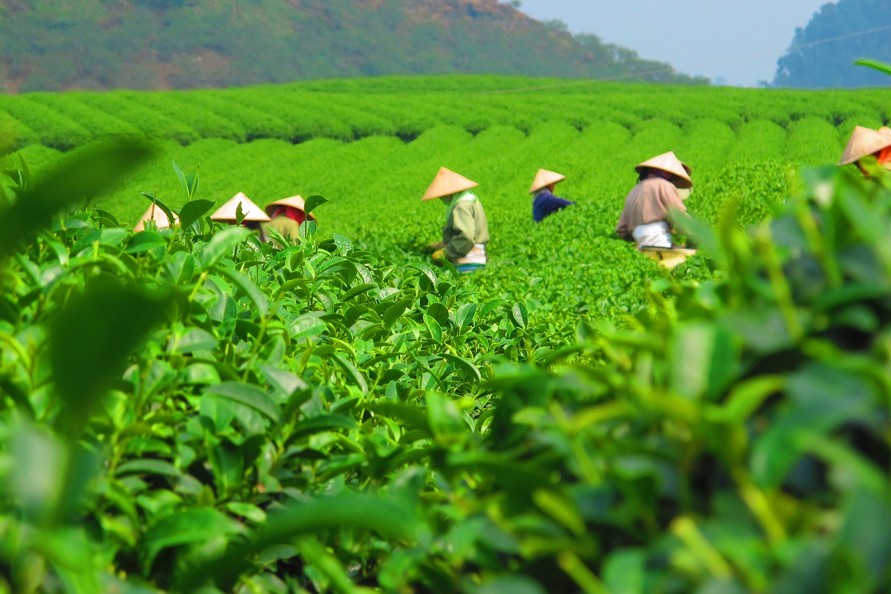 tea plantation harvest free photo