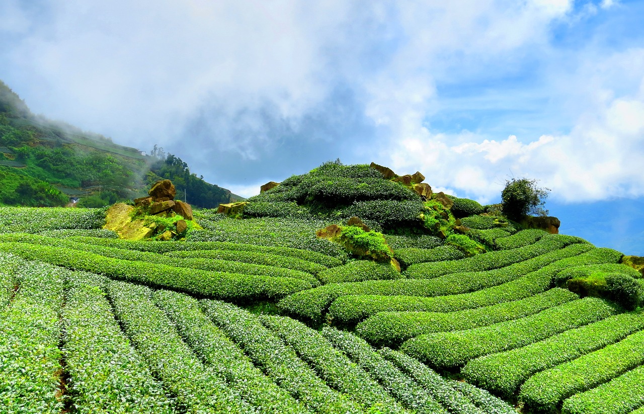 tea hillside sky free photo