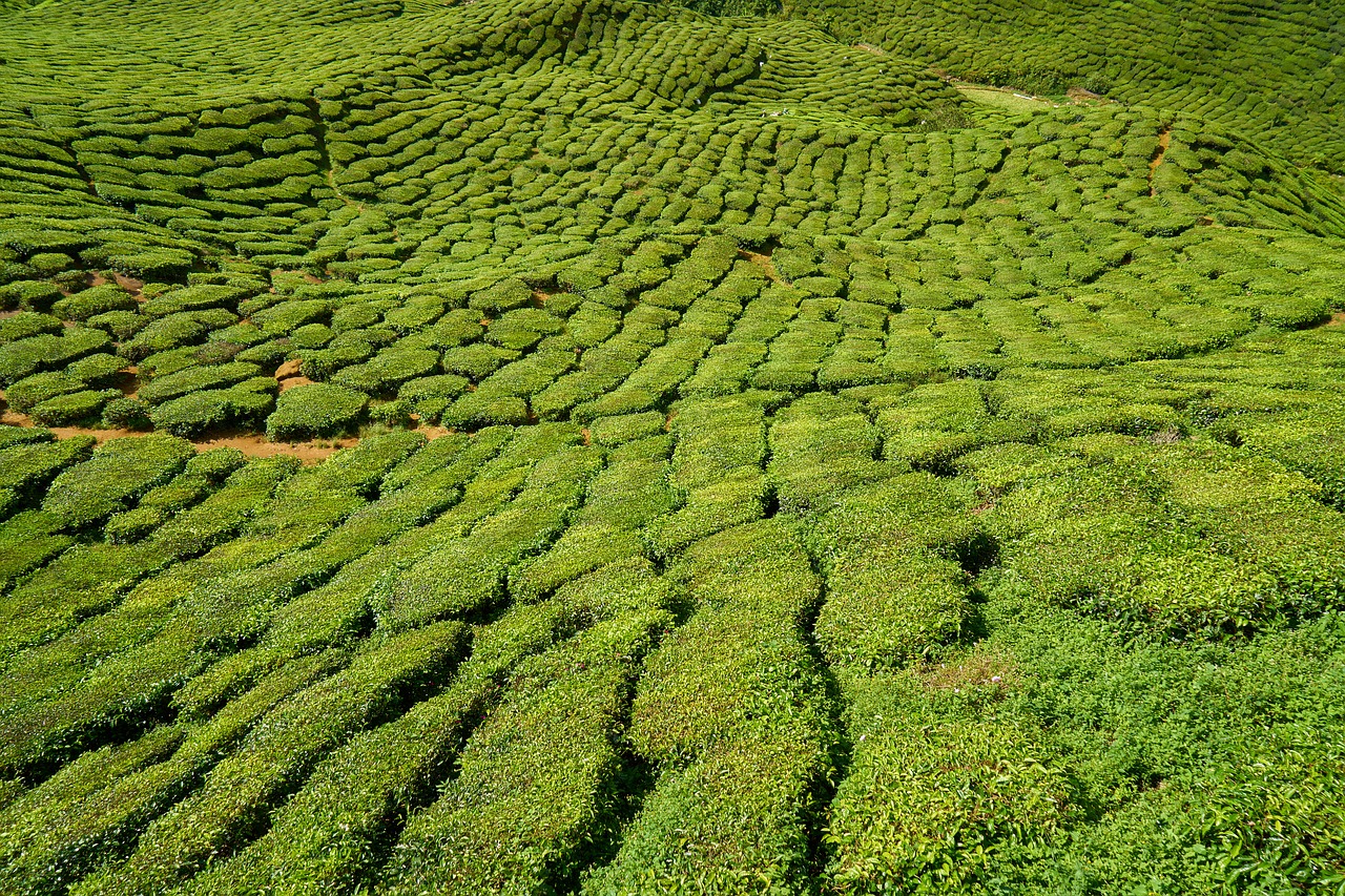 tea plant green free photo