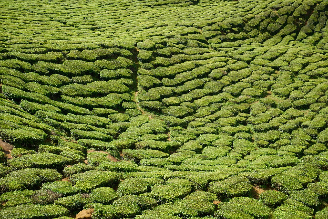tea plant green free photo