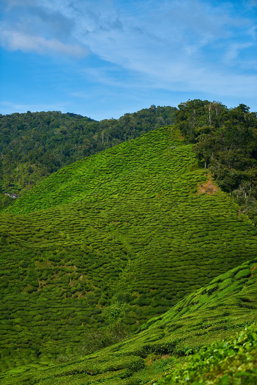 tea plant green free photo