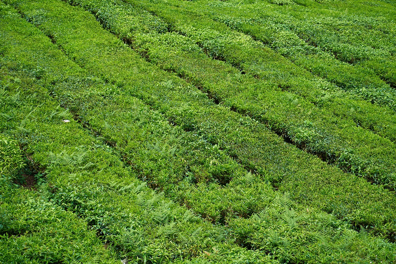 tea the tea plantations beautiful free photo