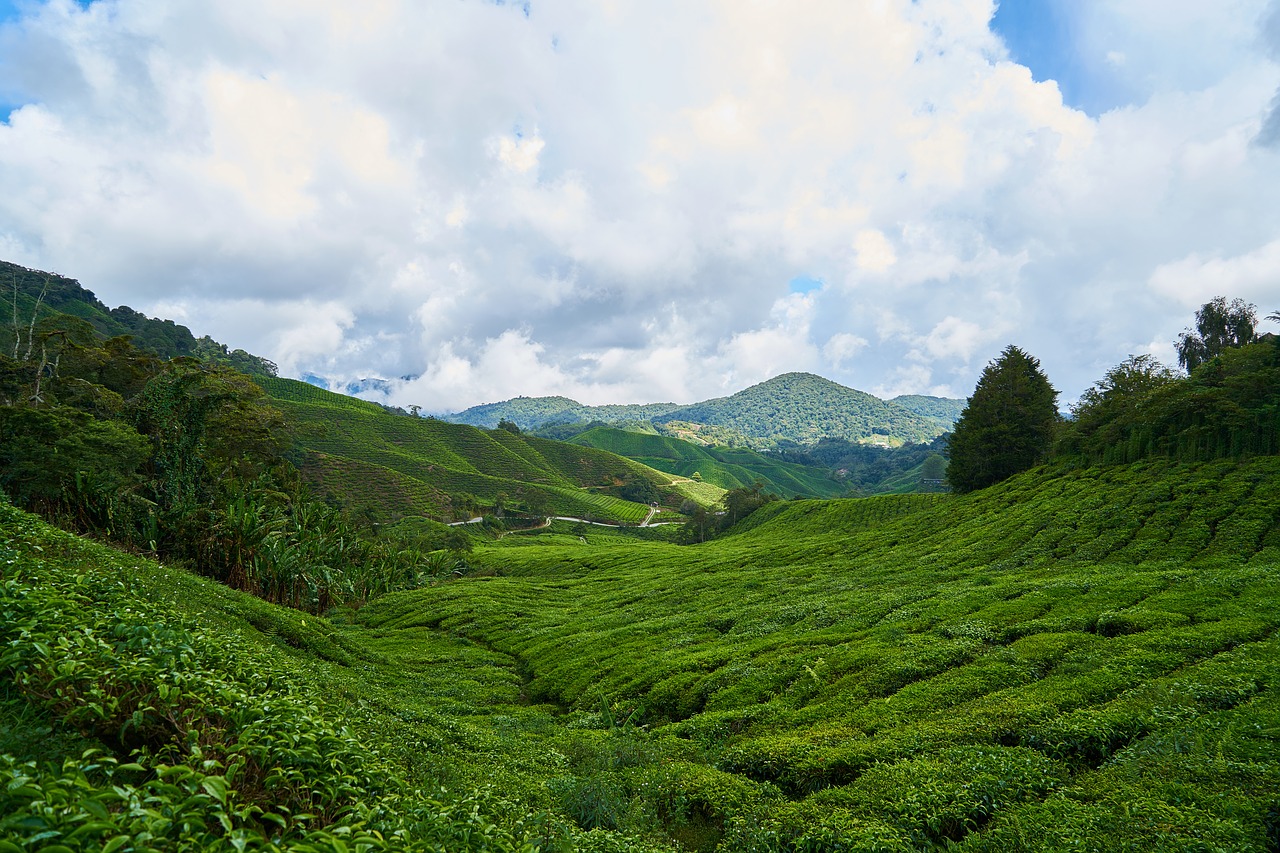 tea field green free photo