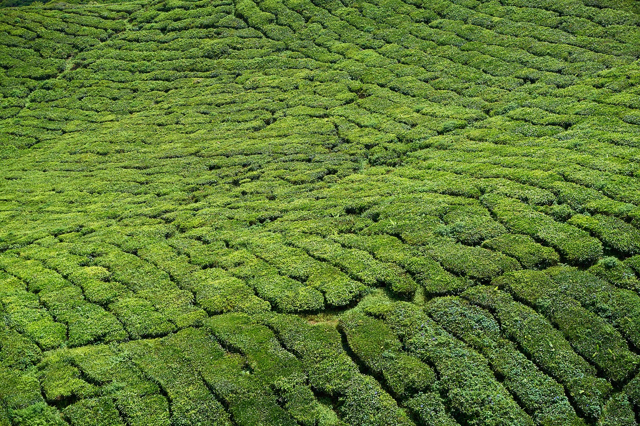 tea tea plants field free photo