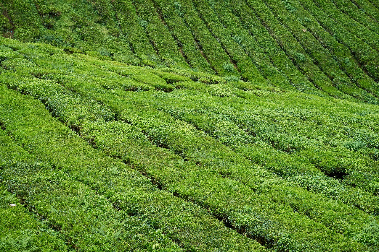 tea field green free photo