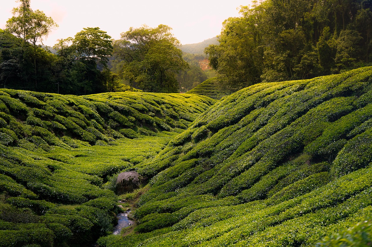 tea cameron highland malaysia free photo