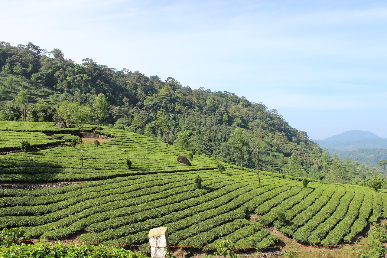 tea plantation munnar free photo