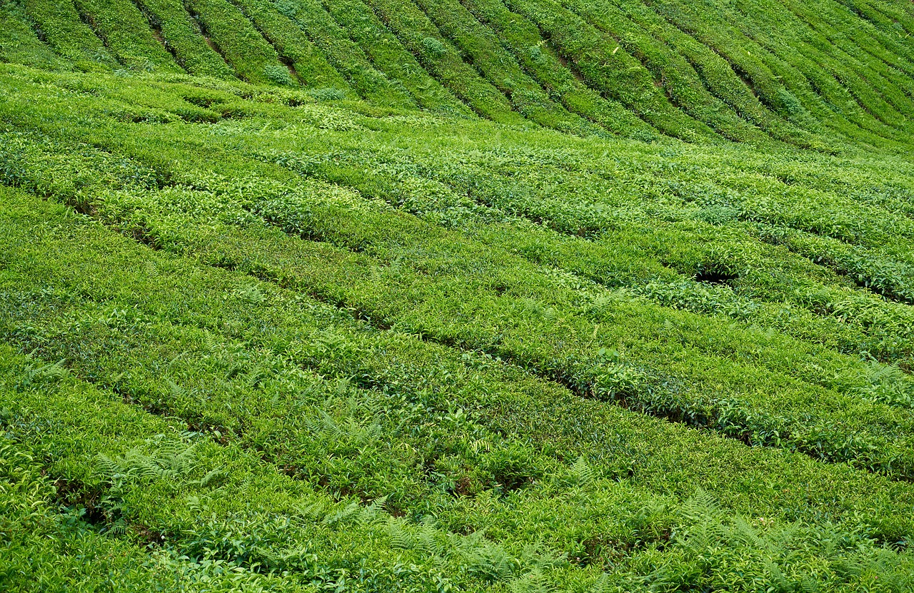 tea field plant free photo