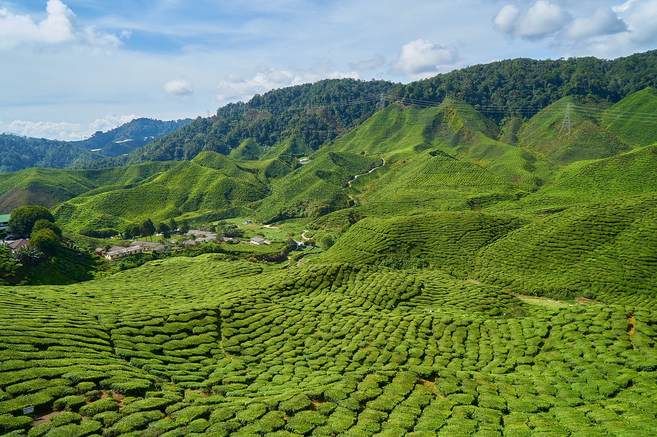 tea field plant free photo