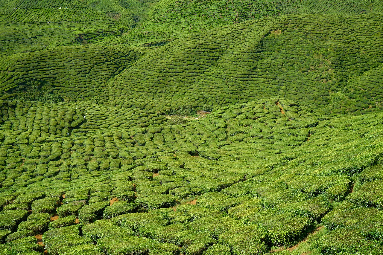 tea field plant free photo