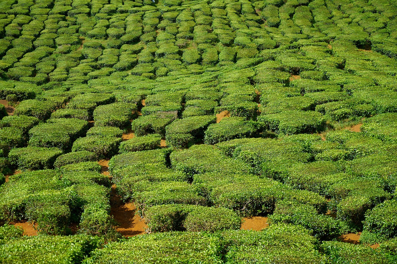 tea field tiny tree free photo