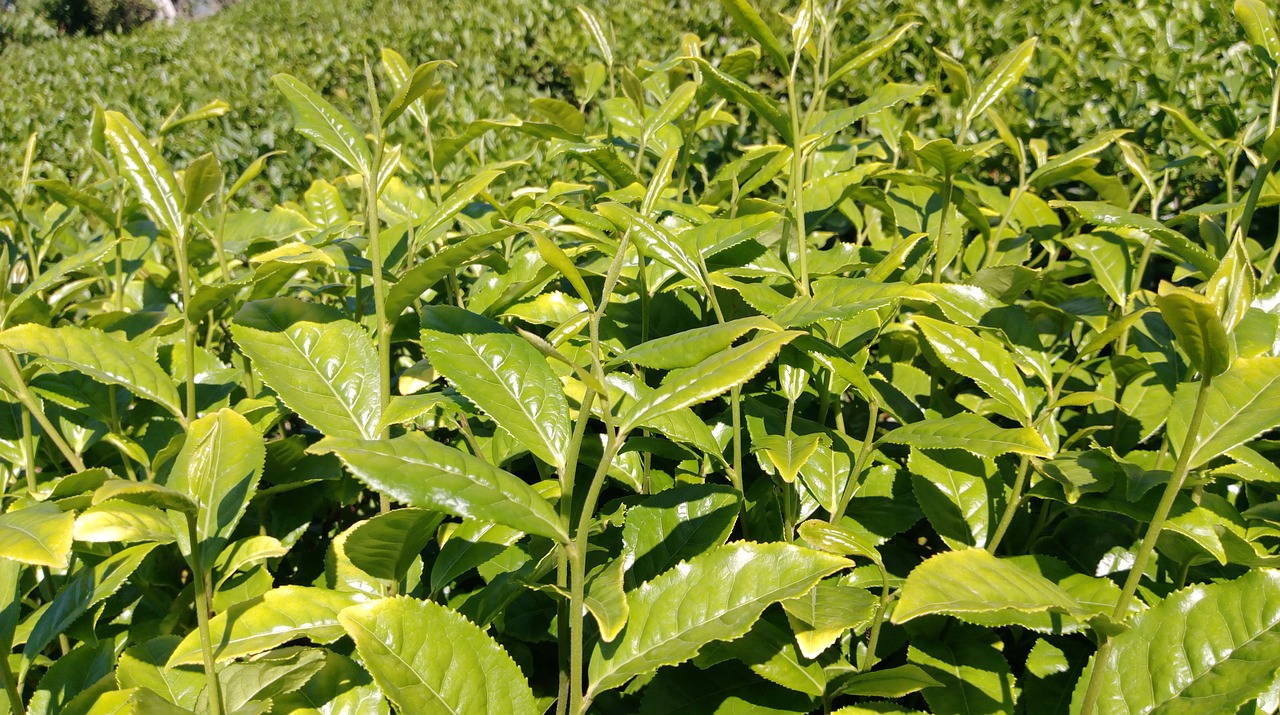 tea tea garden plant free photo