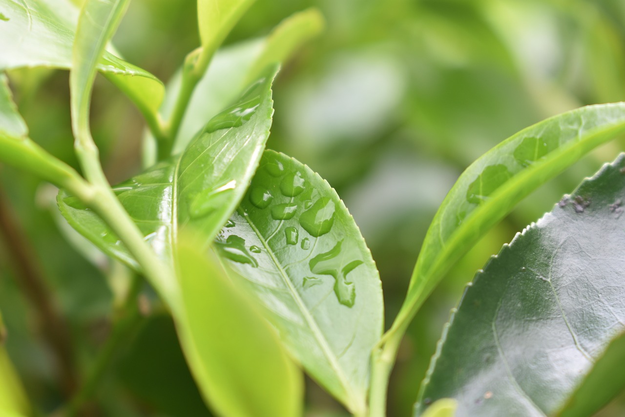 tea waterdrops leaves free photo