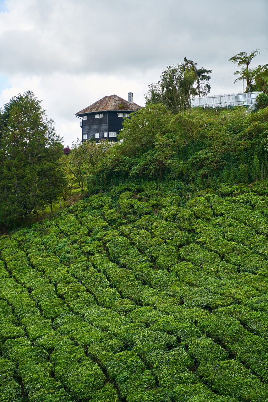 tea field landscape free photo