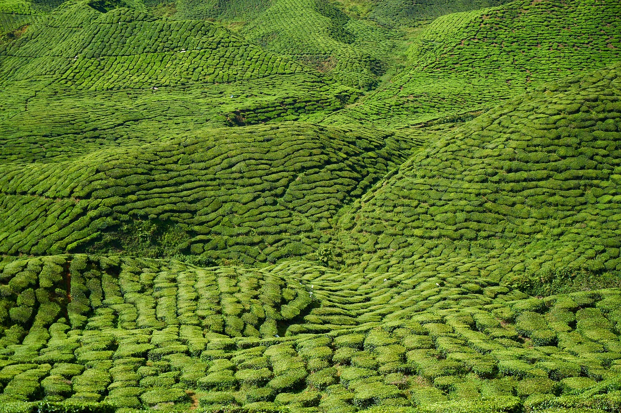 tea garden field free photo