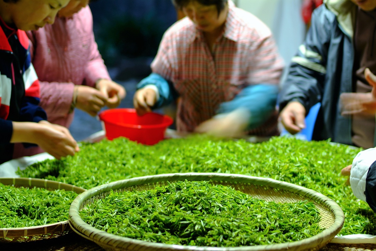 tea selected work jiri natural green tea free photo