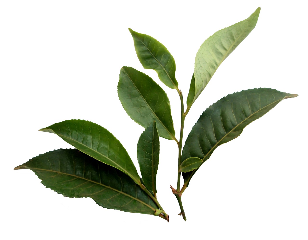 tea leaf plant free photo