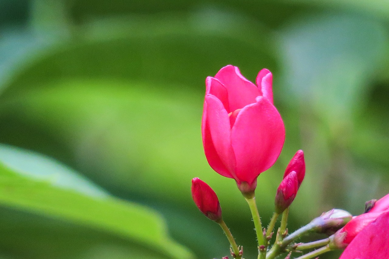 tea  flowers  health free photo