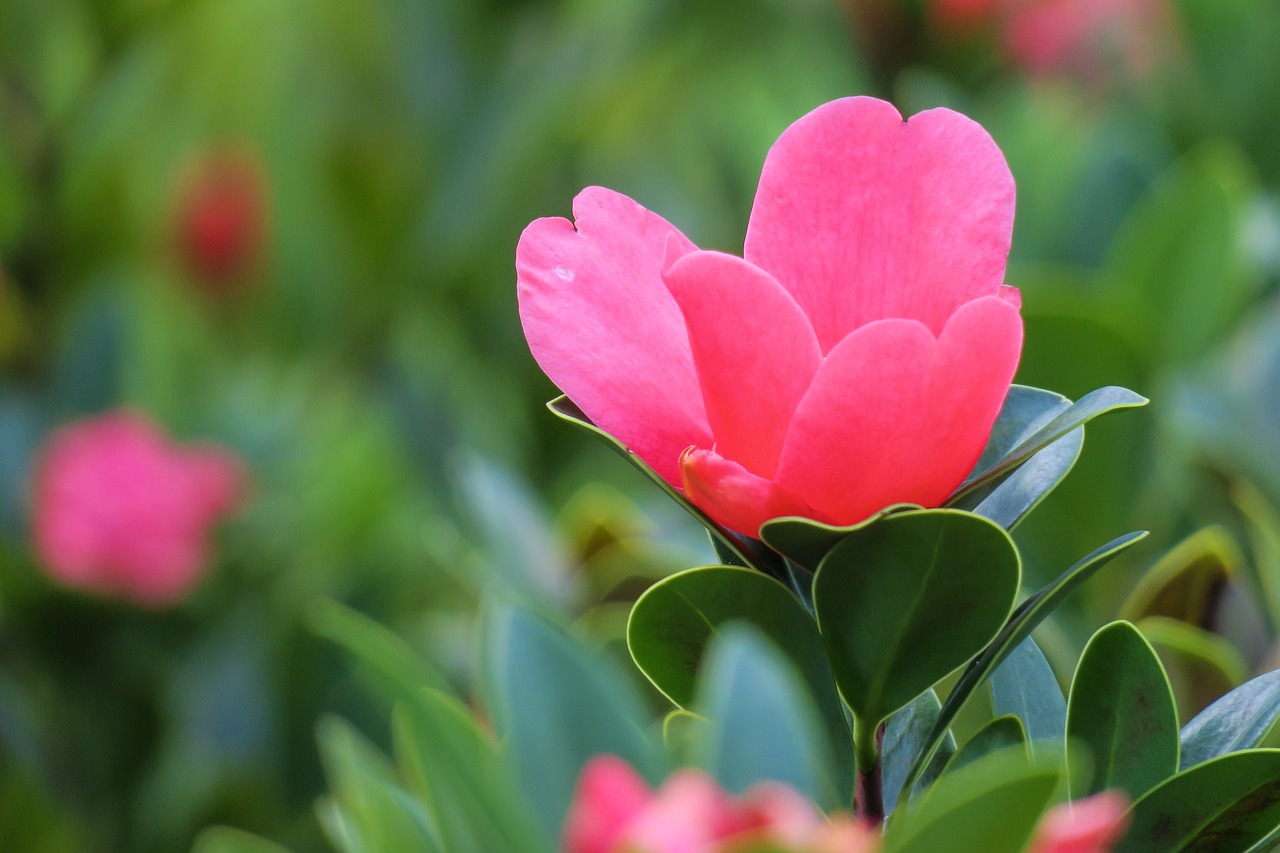 tea  flower  flowers free photo