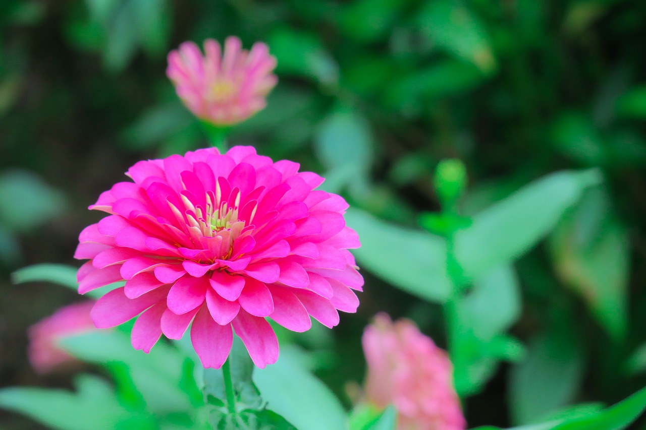 tea  flower  flowers free photo