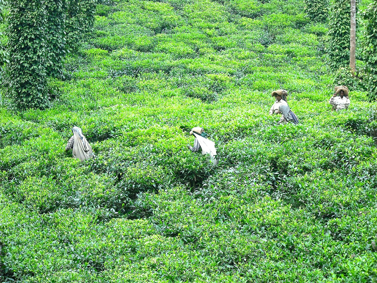 tea tea plantation tea farm free photo