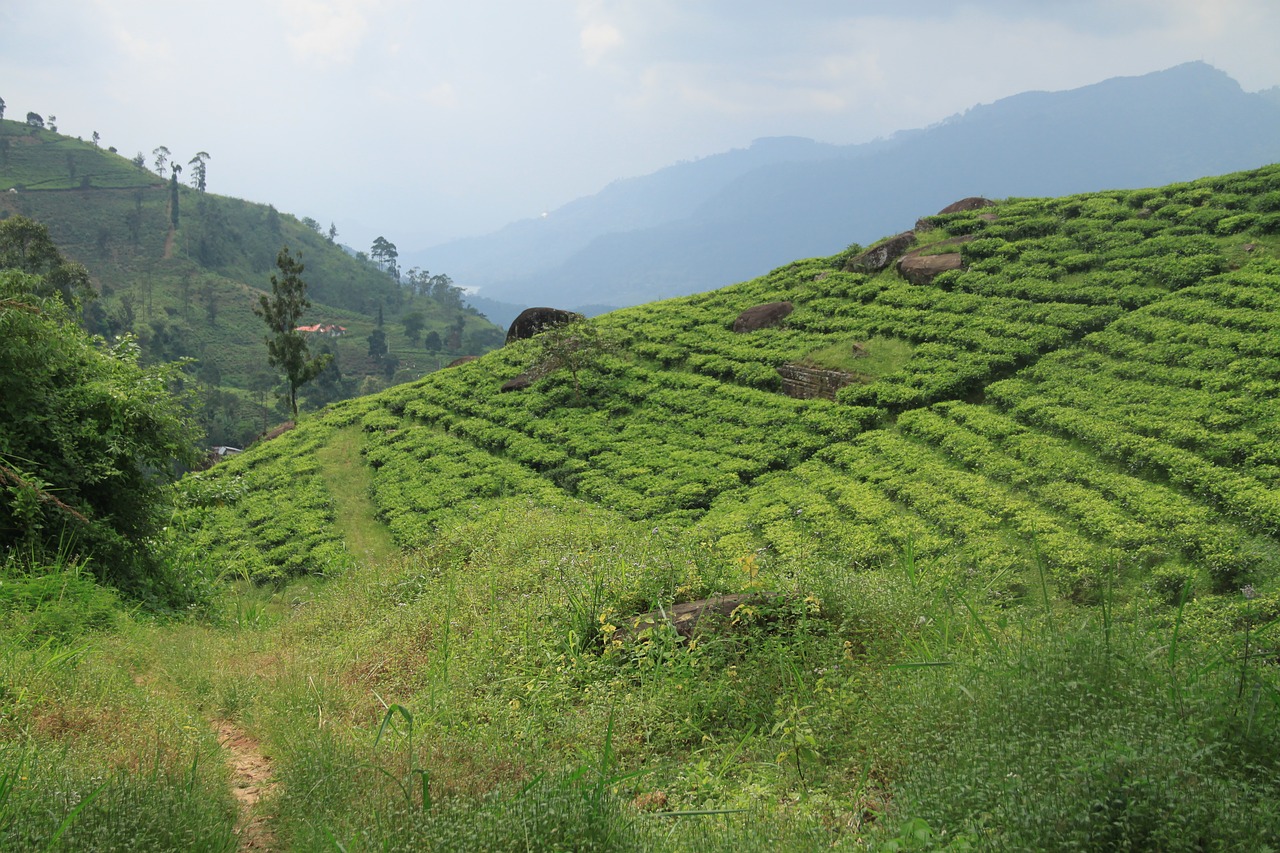 tea  sri lanka  tea factory free photo