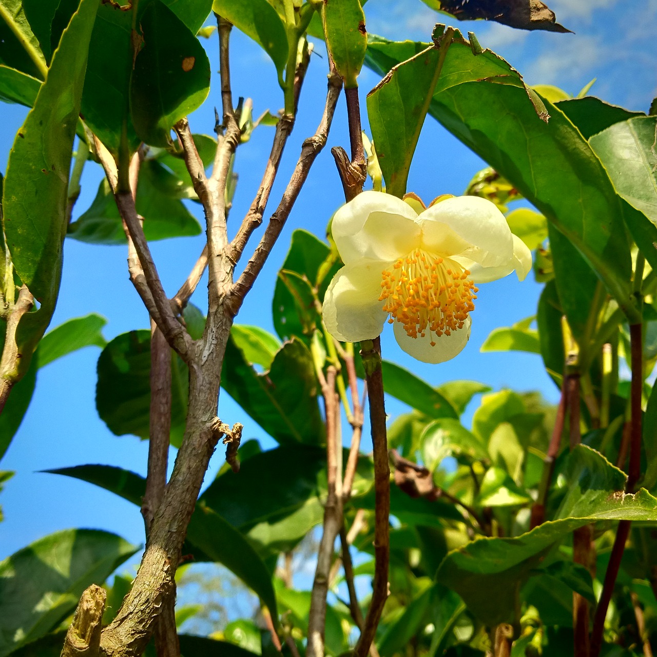 tea  flower  bud free photo