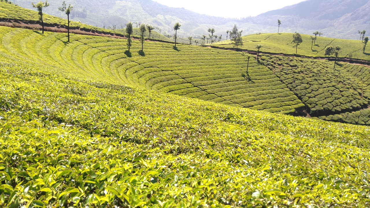 tea  plantation  landscape free photo