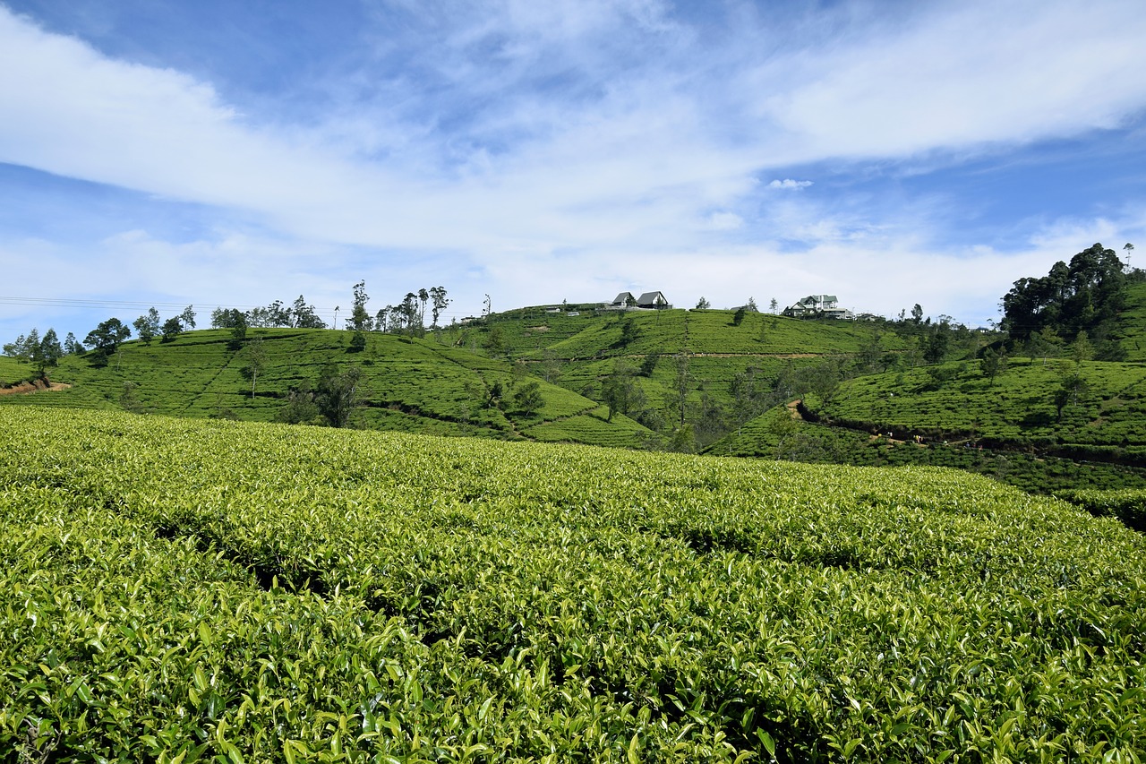 tea  sri lanka  ceylon free photo