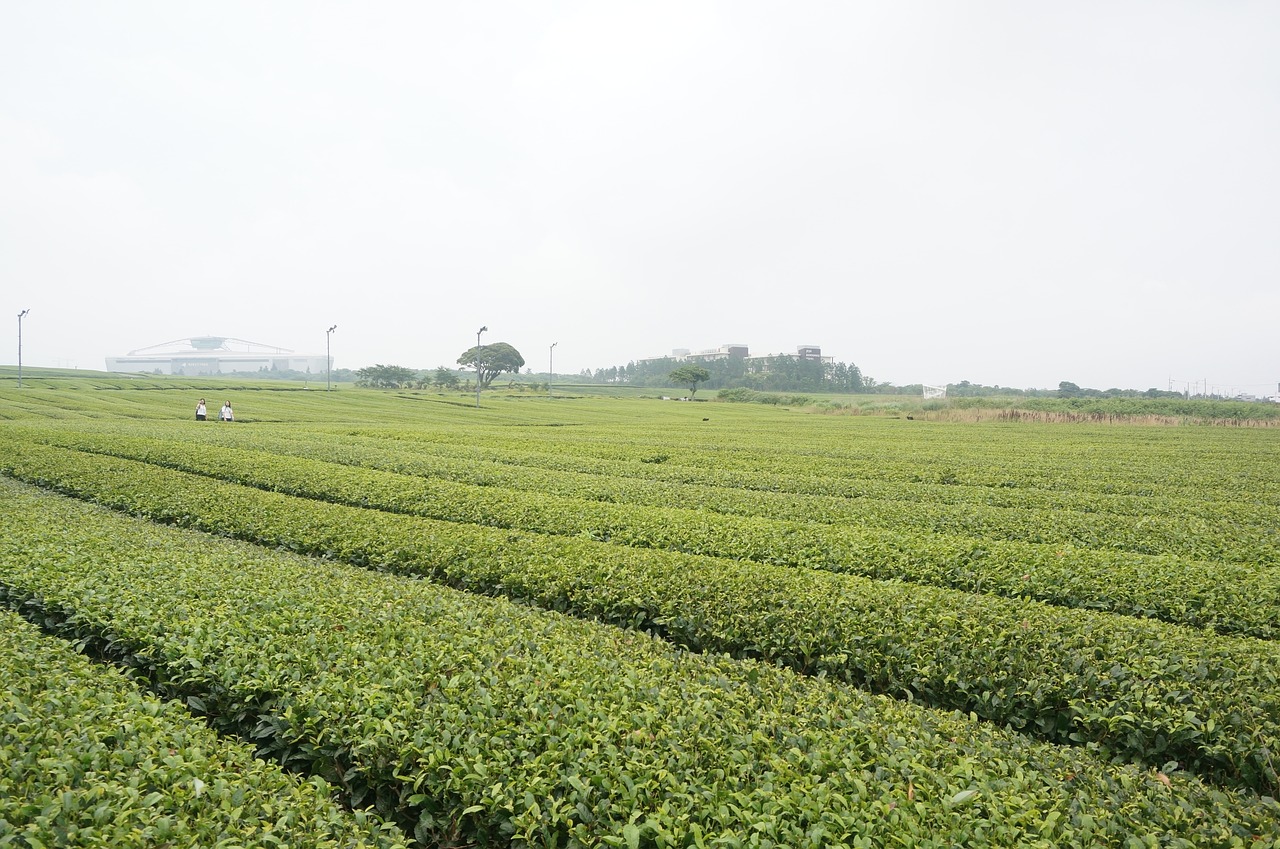 tea  green  nature free photo