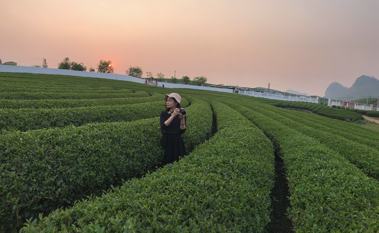 tea  field  camera free photo