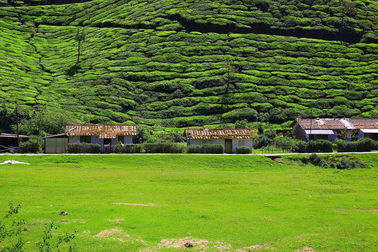 tea  plantation  nature free photo