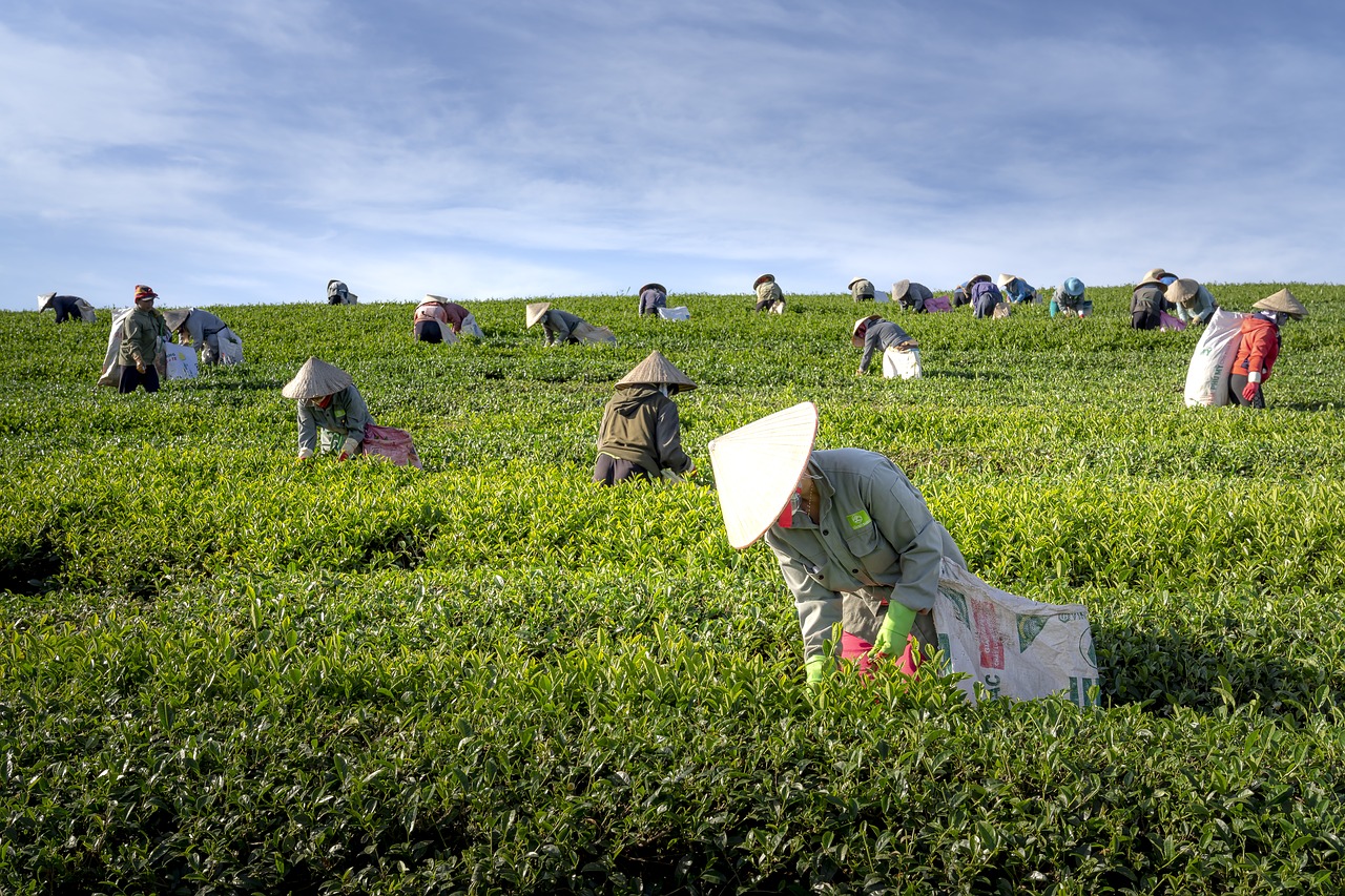 tea  the farm  vietnam free photo