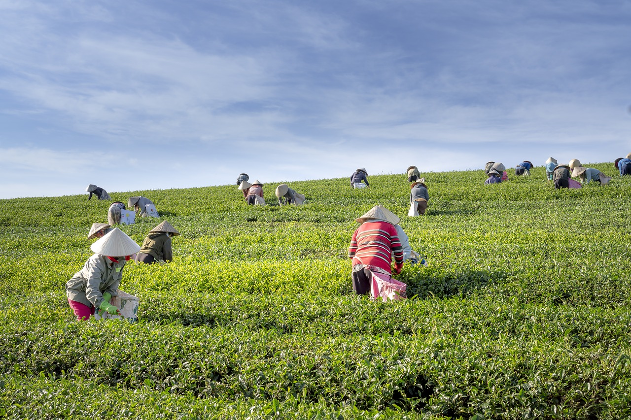 tea  the farm  vietnam free photo